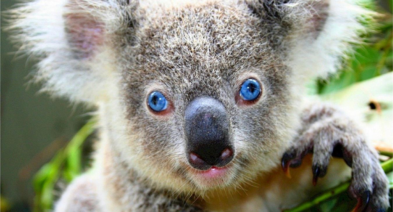 Koala australiano.