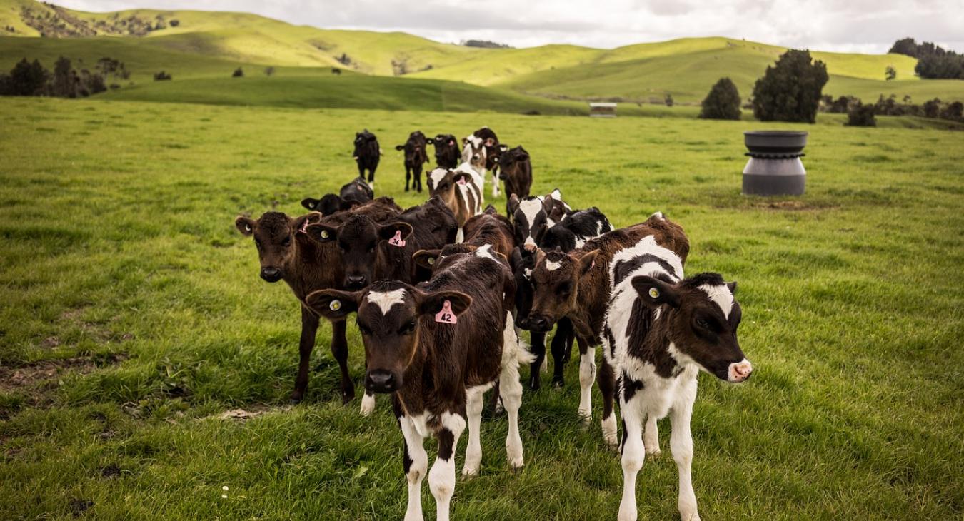 Animales pastando en un prado de Nueva Zelanda. Curso de inglés en plena naturaleza.